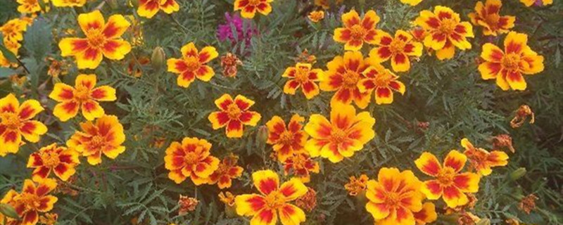 小万寿菊有没有花和果实 小万寿菊有没有花和果实