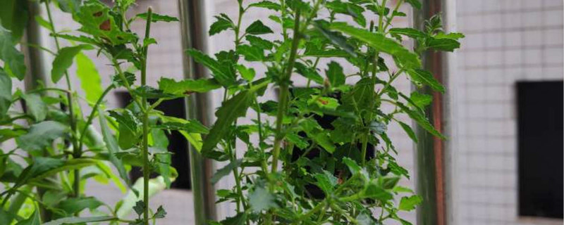 小木槿有没有花和果实 小木槿有没有花和果实