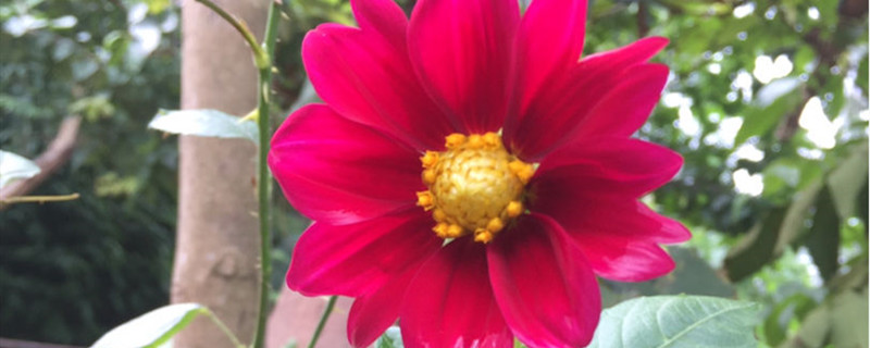 小丽花有没有花和果实 小丽花有没有花和果实