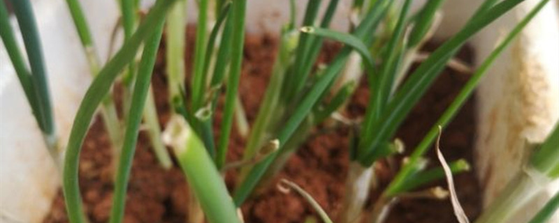 小葱花有没有花和果实 小葱花有没有花和果实