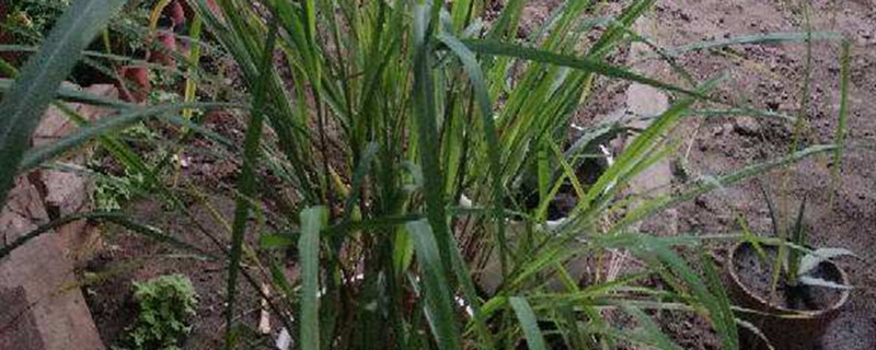 香茅有没有花和果实 香茅有没有花和果实