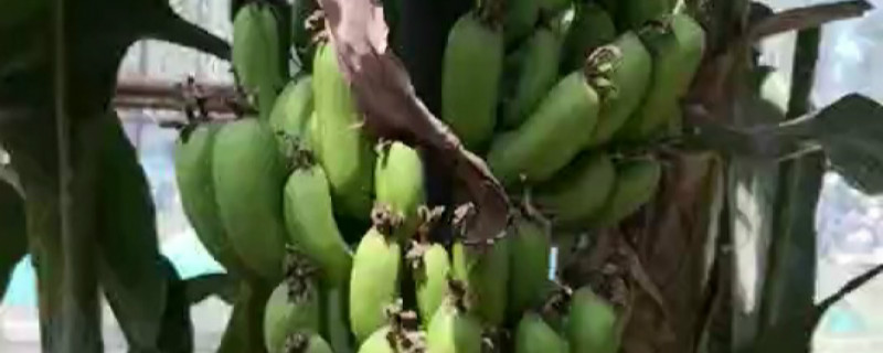 香蕉有没有花和果实 香蕉有没有花和果实