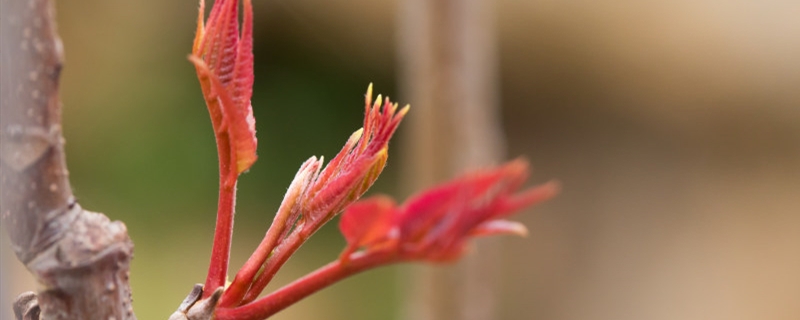 香椿有没有花和果实 香椿有没有花和果实