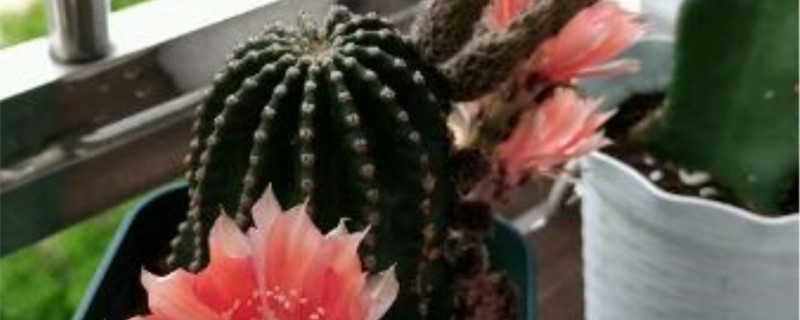 仙人球有没有花和果实 仙人球有没有花和果实