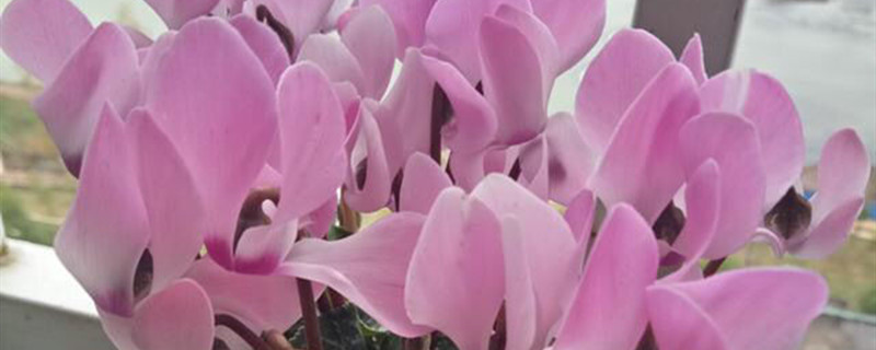 仙客来有没有花和果实