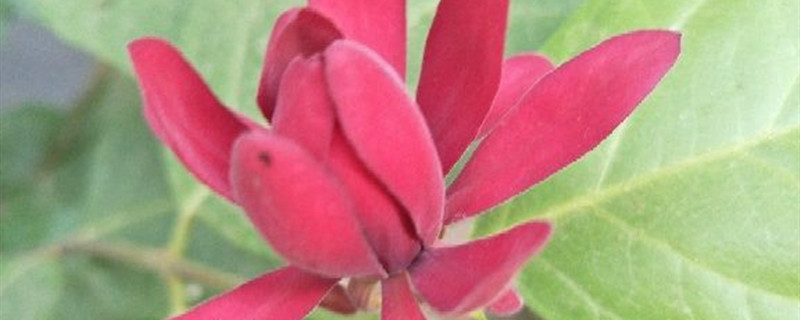 夏腊梅有没有花和果实 夏腊梅有没有花和果实