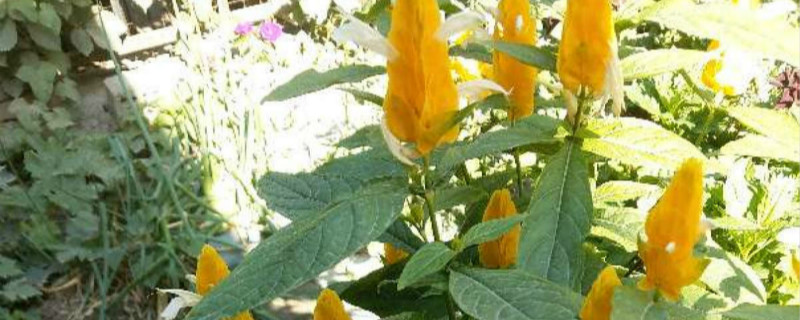 虾衣花有没有花和果实 虾衣花有没有花和果实