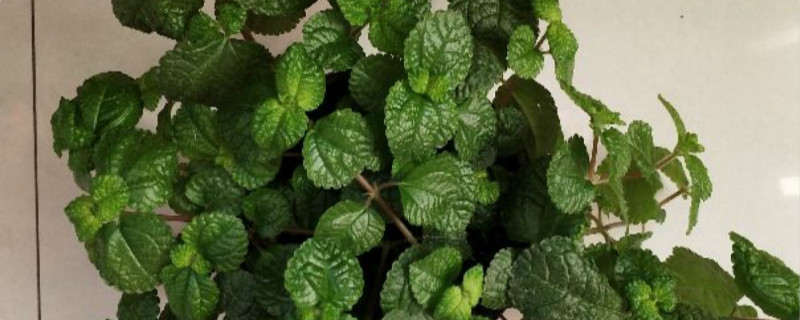 吸毒草有没有花和果实 吸毒草有没有花和果实