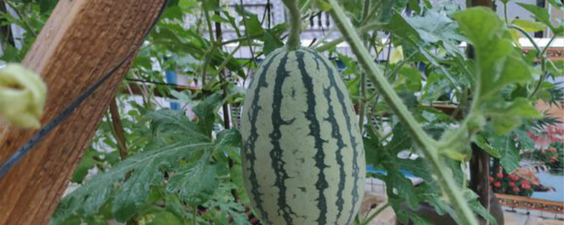 西瓜有没有花和果实 西瓜有没有花和果实