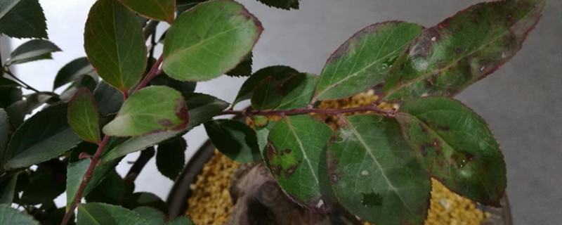 乌饭子有没有花和果实 乌饭子有没有花和果实