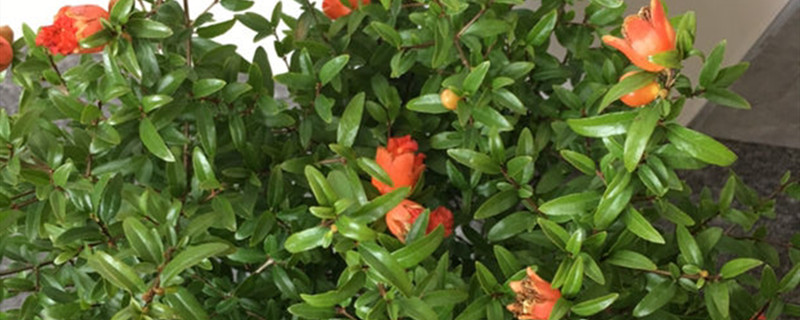 月季石榴有没有花和果实 月季石榴有没有花和果实