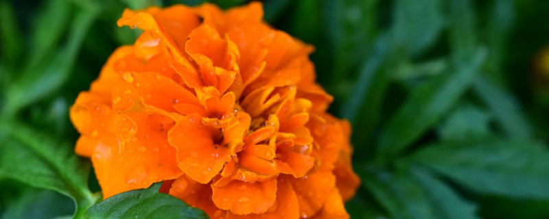 月季有没有花和果实 月季有没有花和果实