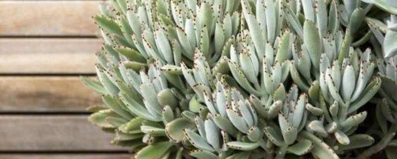 月兔耳有没有花和果实 月兔耳有没有花和果实