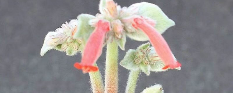 月宴有没有花和果实 月宴有没有花和果实