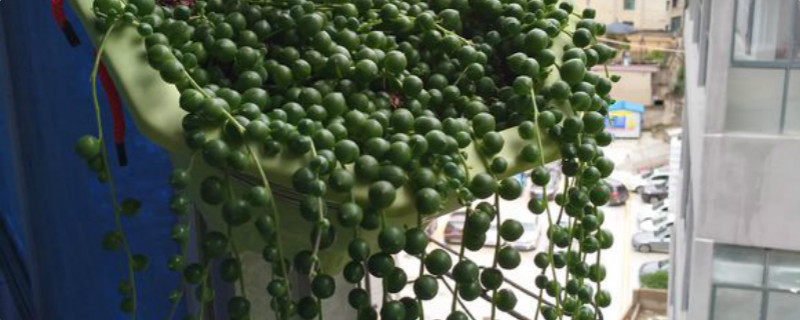 珍珠吊兰有没有花和果实 珍珠吊兰有没有花和果实