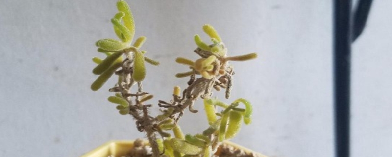 枝干番杏有没有花和果实 枝干番杏有没有花和果实