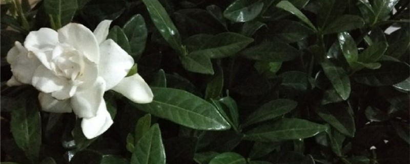 栀子花有没有花和果实 栀子花有没有花和果实