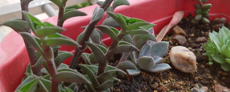 重扇有没有花和果实 重扇有没有花和果实