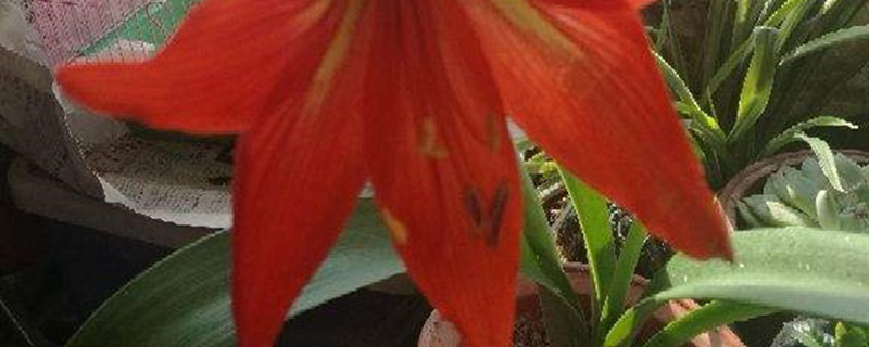 朱顶红有没有花和果实 朱顶红有没有花和果实