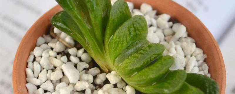 玉扇有没有花和果实 玉扇有没有花和果实