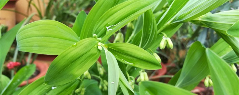 玉竹有没有花和果实 玉竹有没有花和果实