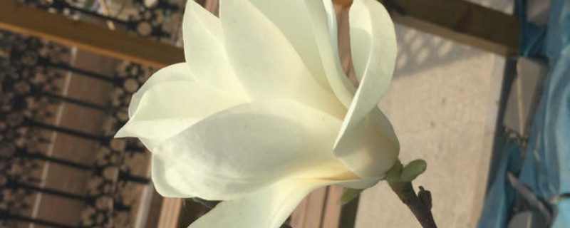 玉兰花有没有花和果实 玉兰花有没有花和果实