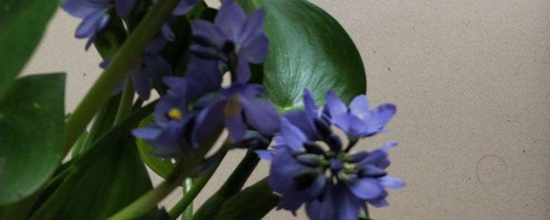 雨久花有没有花和果实 雨久花有没有花和果实