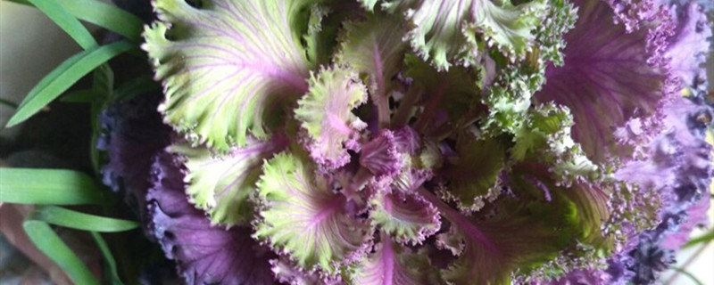 羽衣甘蓝有没有花和果实 羽衣甘蓝有没有花和果实