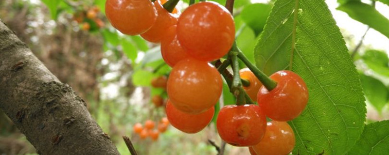樱桃有没有花和果实 樱桃有没有花和果实