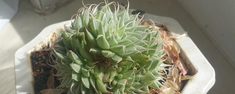 银星有没有花和果实 银星有没有花和果实