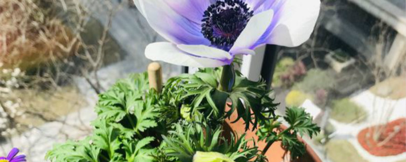 银莲花有没有花和果实 银莲花有没有花和果实