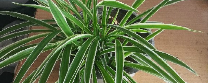 银边吊兰有没有花和果实 银边吊兰有没有花和果实