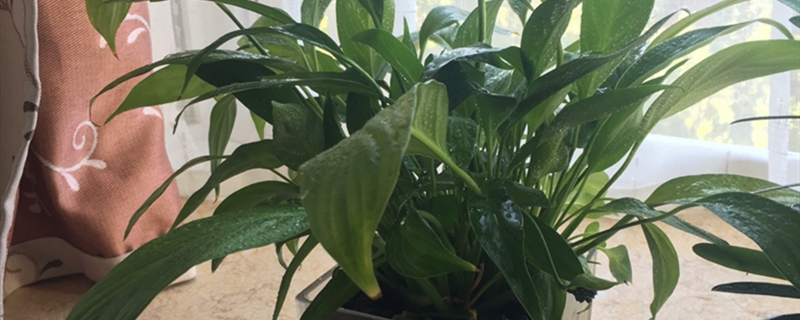 一帆风顺有没有花和果实 一帆风顺有没有花和果实