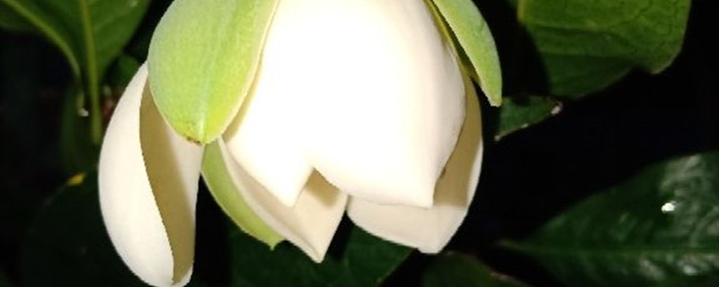 夜合花有没有花和果实 夜合花有没有花和果实
