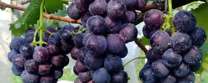 葡萄有没有花和果实 葡萄有没有花和果实