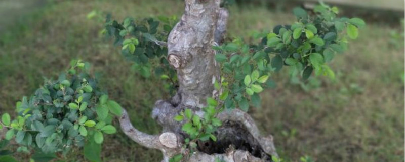 榆树有没有花和果实 榆树有没有花和果实