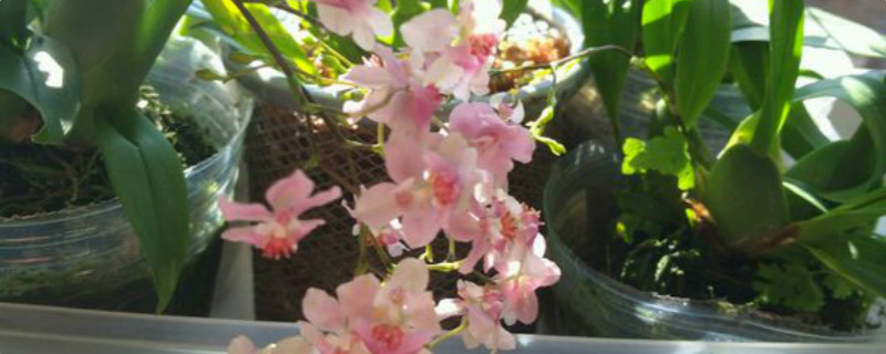 文心兰有没有花和果实 文心兰有没有花和果实