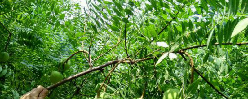 文冠果有没有花和果实 文冠果有没有花和果实