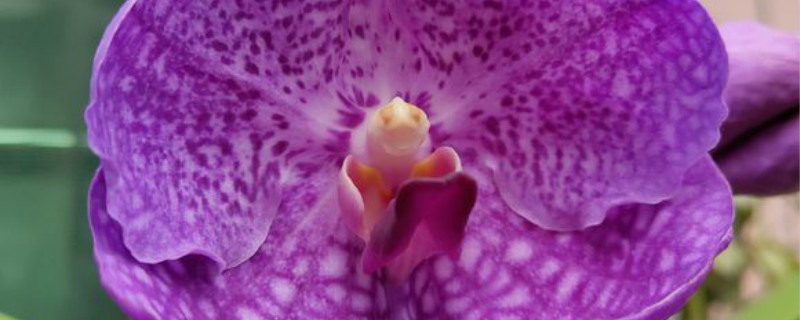 万代兰有没有花和果实 万代兰有没有花和果实