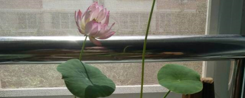 碗莲有没有花和果实 碗莲有没有花和果实