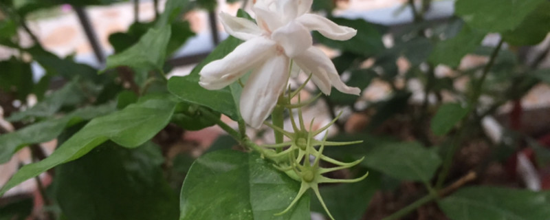 荼蘼有没有花和果实 荼蘼有没有花和果实