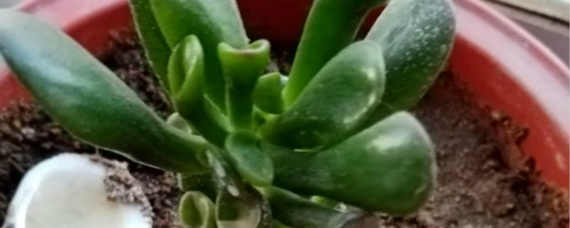 筒叶花月有没有花和果实 筒叶花月有没有花和果实