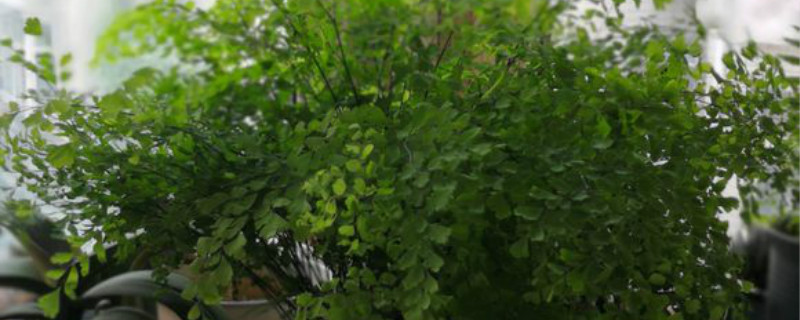 铁线蕨有没有花和果实