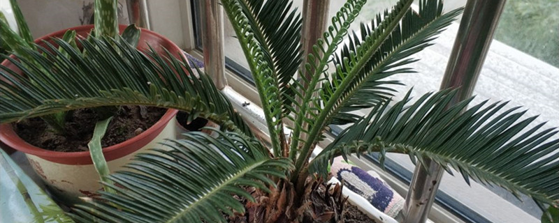 铁树有没有花和果实 铁树有没有花和果实