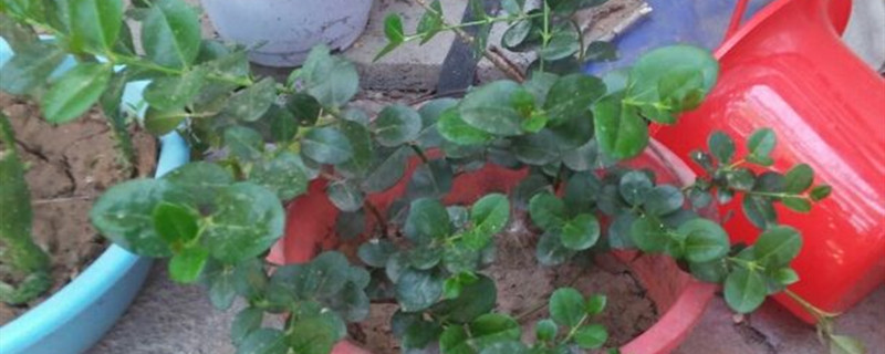 铁茉莉有没有花和果实 铁茉莉有没有花和果实