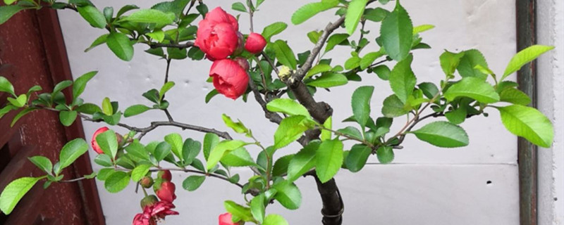 贴梗海棠有没有花和果实
