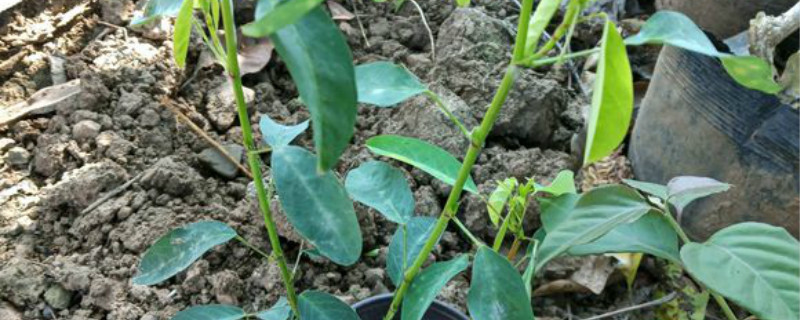跳舞草有没有花和果实 跳舞草有没有花和果实