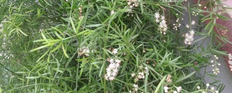 天门冬有没有花和果实 天门冬有没有花和果实