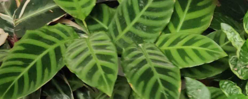 天鹅绒竹芋有没有花和果实 天鹅绒竹芋有没有花和果实