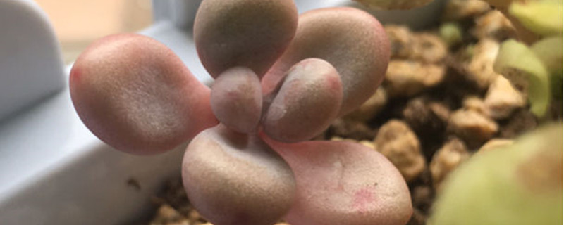 桃之卵有没有花和果实 桃之卵有没有花和果实